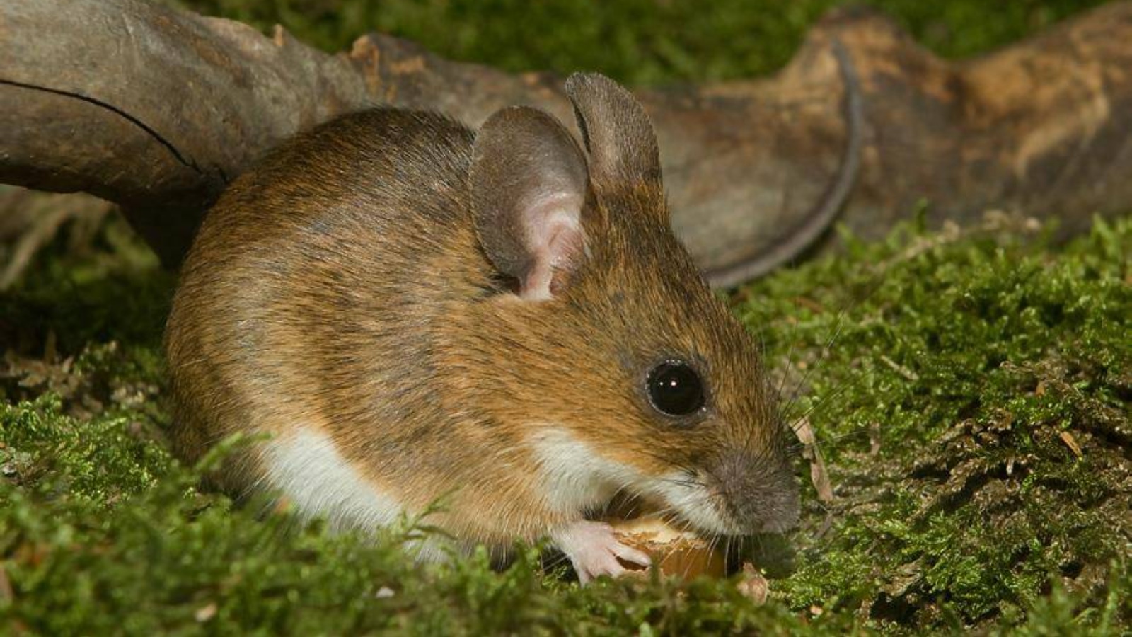 Лесная мышь (Apodemus sylvaticus)